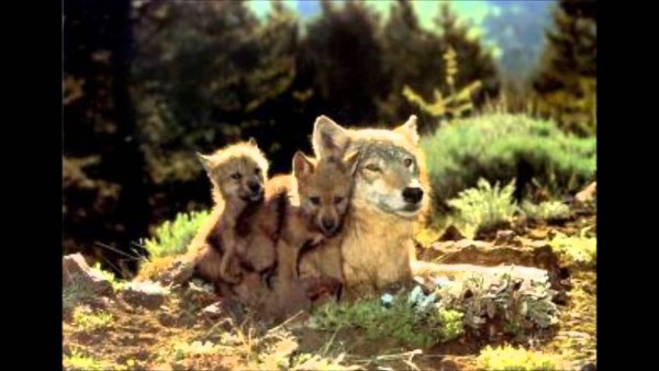 Волк, волчица, волчата – Волчье Логово,