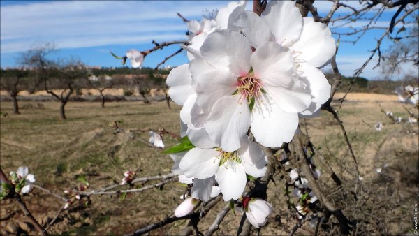 Обои на рабочий стол 1280х1024 Весна