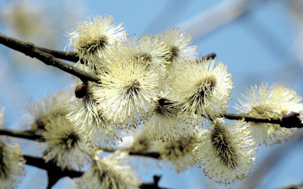 Заставка Верба