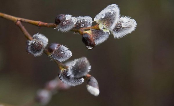 Весна Верба