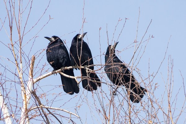 Птицы весной Грачи