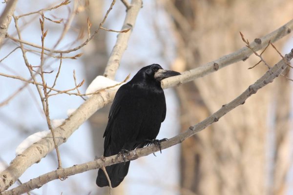 Дальневосточный Грач