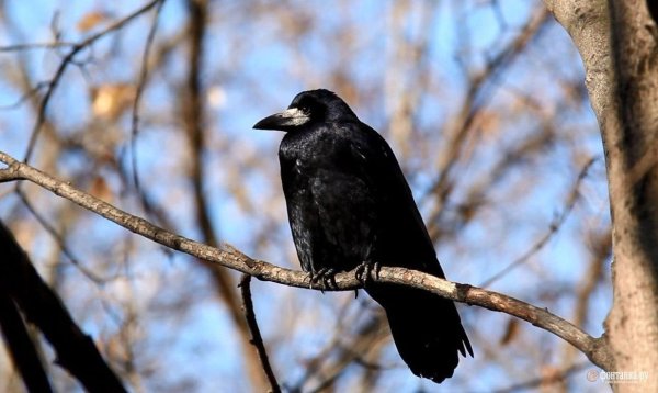 Дальневосточный Грач