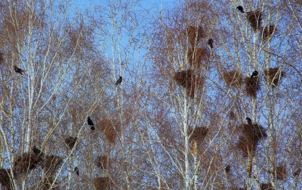 Грачи прилетели стая