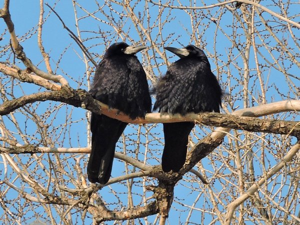 Птицы весной Грачи