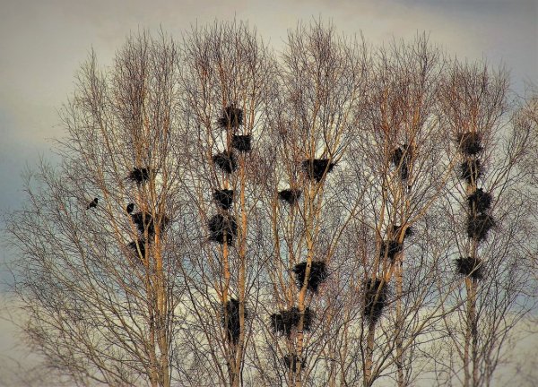 Грачи весной