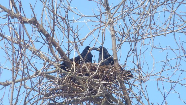 Грачи в марте