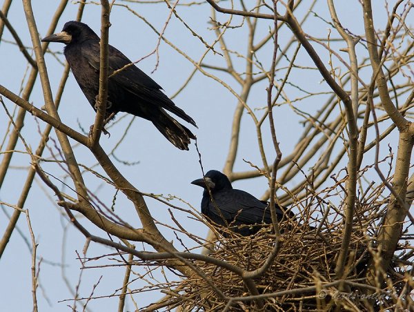 Грачи ранней весной