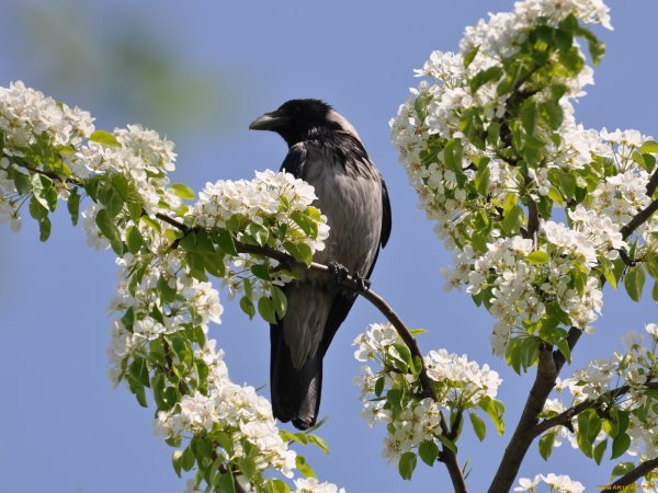 Весна птицы Грачи