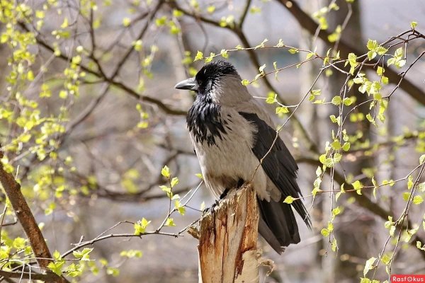 Ворона весной