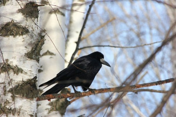 Грачи весной