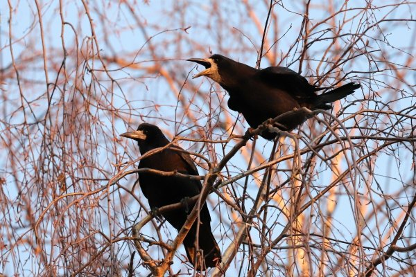 Грачи в России