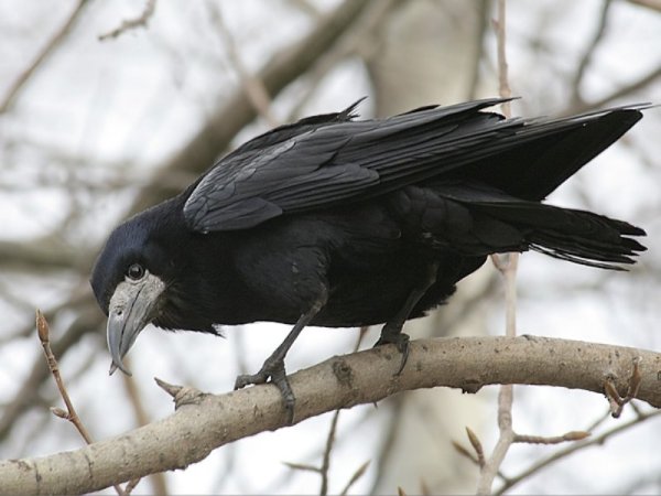 Птицы весной Грачи