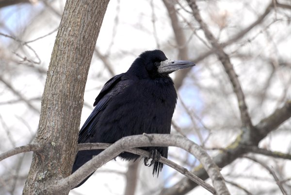 Дальневосточный Грач