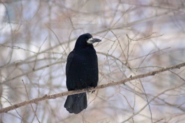 Грач зимующая птица