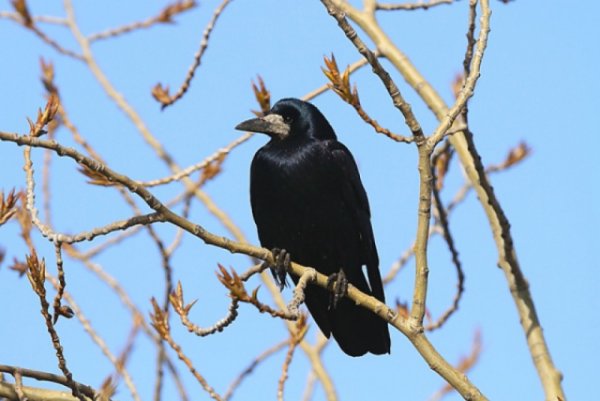 Грач Перелетная птица