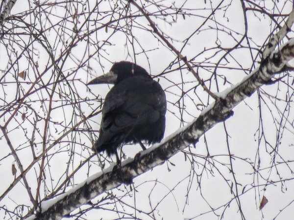 Весна птицы Грачи