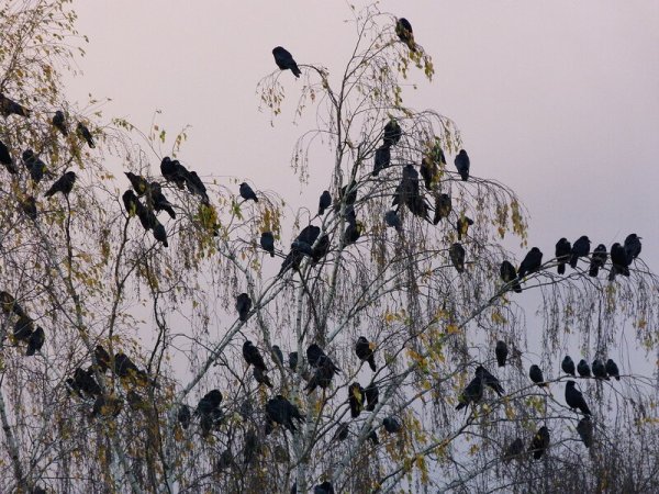 Грачи на Березе