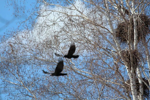 Ранняя Весна Грачи