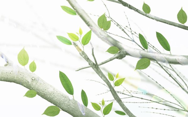 Фон ветки деревьев