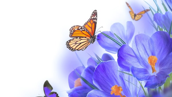 Крокусы на белом фоне