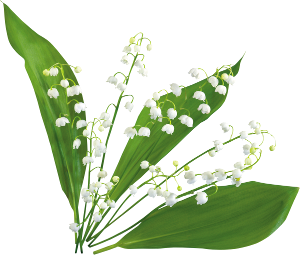 Ландыш первоцвет весенний