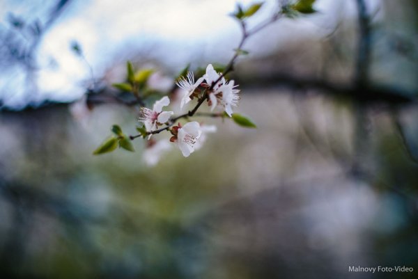 Весенняя нежность фото