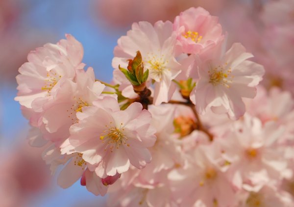 Нежные цветки весной