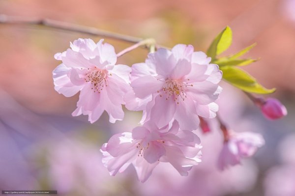 Нежные весенние веточки