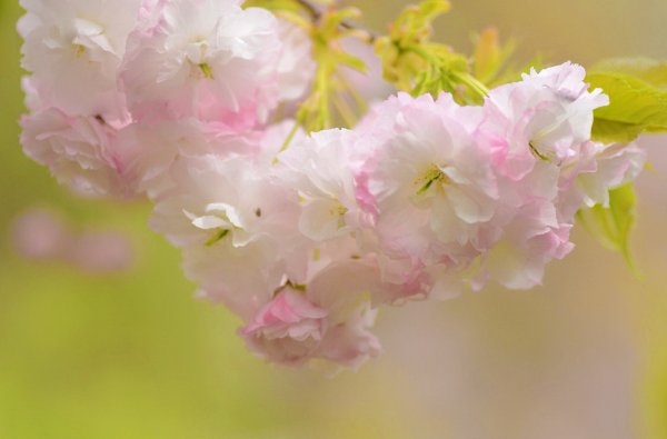 Нежный цветок