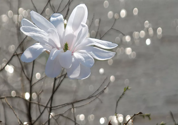 Весна нежность