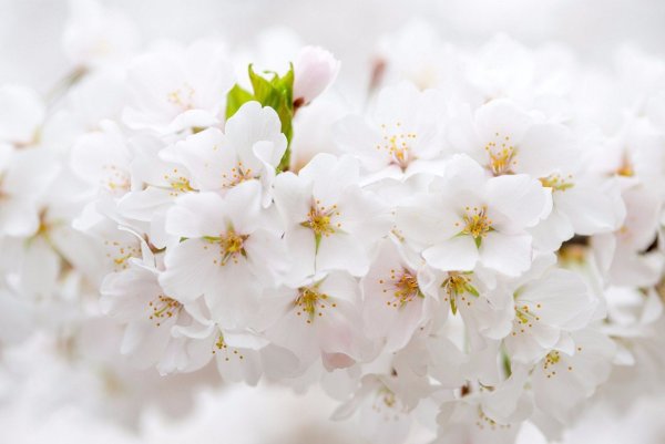 Белоснежные цветы