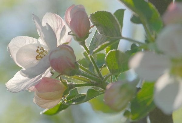 Яблоневые цветы нежность