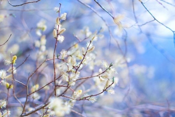 Утро ранней весны