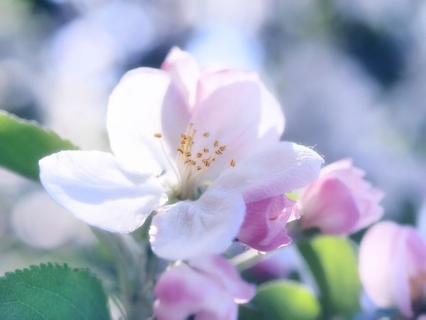 Весенние цветы нежность