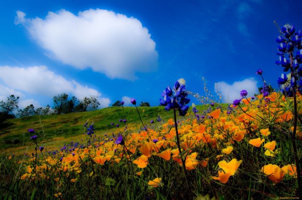 Майский луг