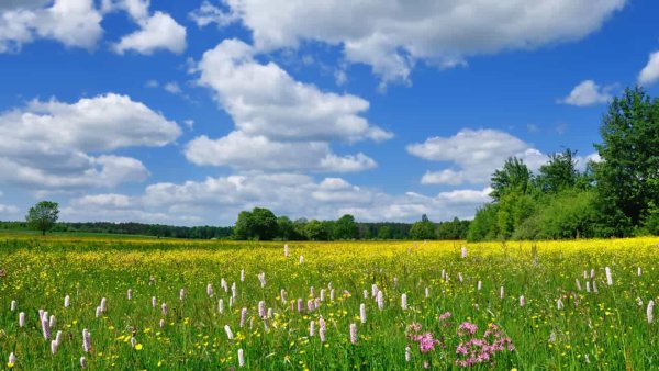 Поле весной