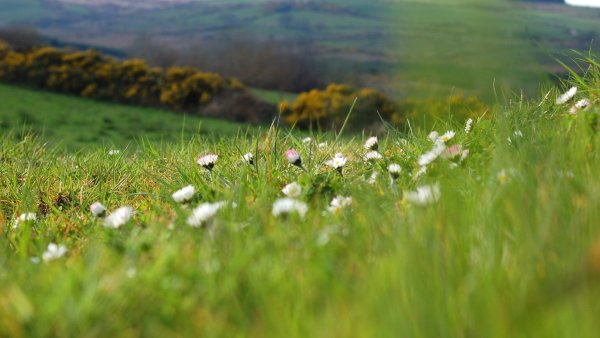 Луг ранней весной