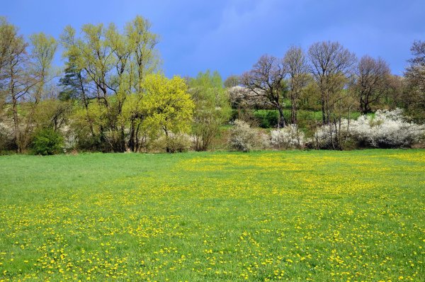 Поле одуванчиков