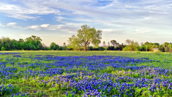 Весенние полевые цветы
