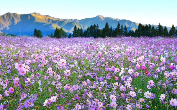 Луг с цветами