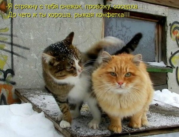 Приколы про котов в марте