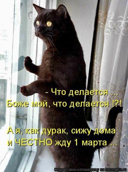 Шутки про мартовских котов