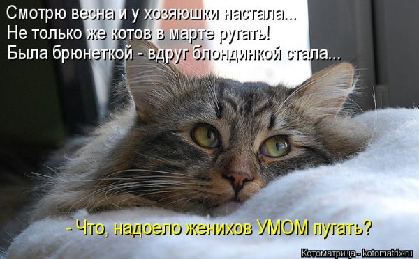 Анекдоты про мартовских котов