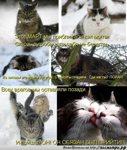 Анекдоты про мартовских котов