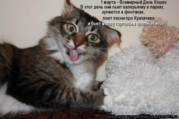 Мартовские коты с надписями