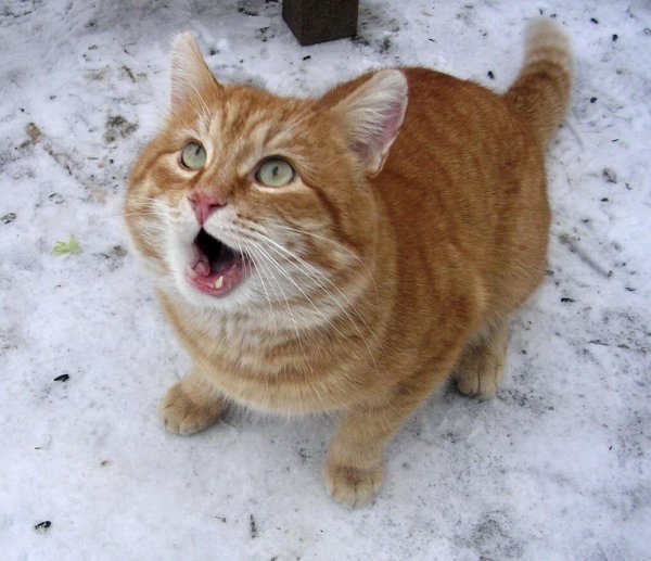 Котик пришел