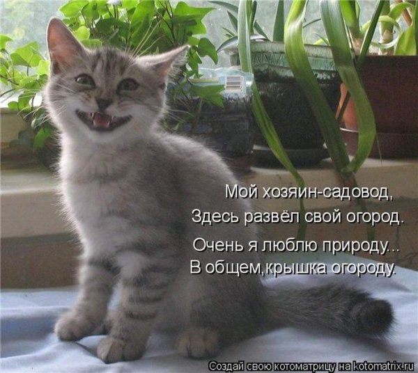 Котоматрица кот и рассада