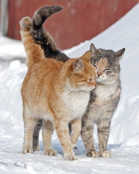 Мартовский кот
