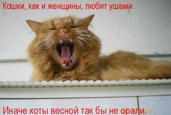 Приколы про котов в марте